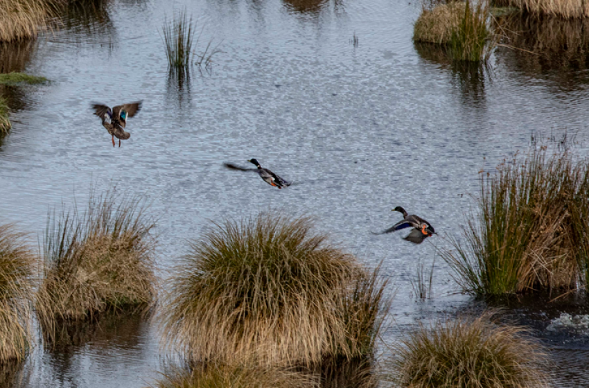 Call to Halt Decline of Wetlands Ahead of World Wetlands Day