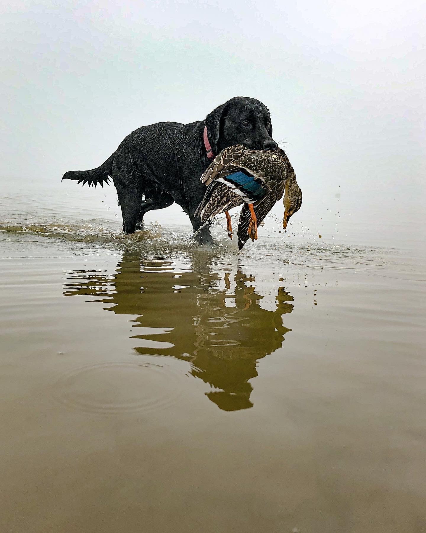 BBcsiJULY 4 taking duck dogs hunting at public wetlands and watching them successfully retrieve our ducks is something we value immensely credit Conor Carlaw