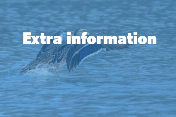 Extra