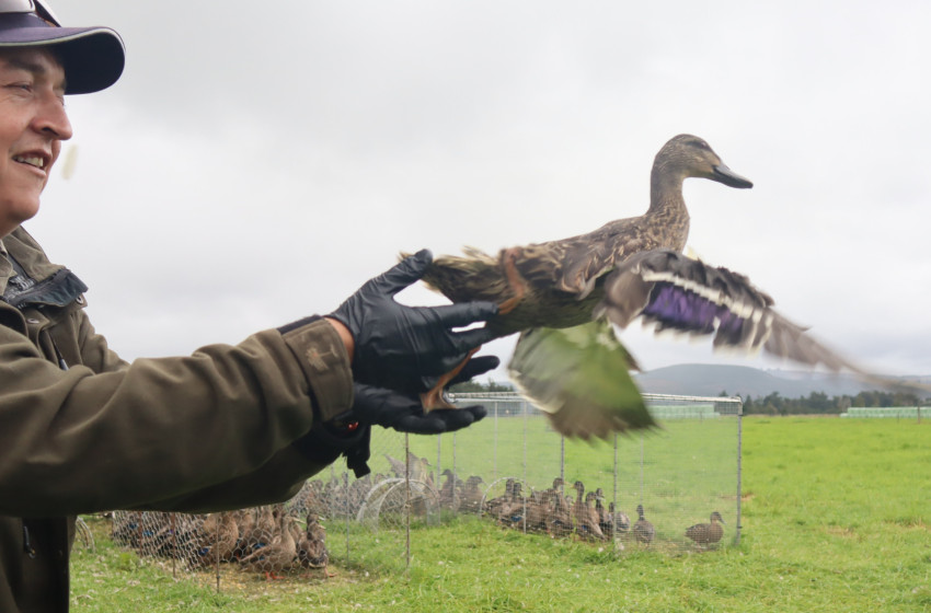 Fish & Game teams boost surveillance for bird flu