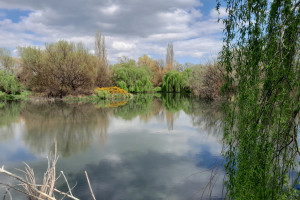 Ben Wilson wetland