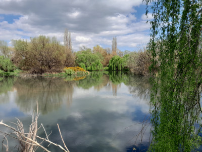 Ben Wilson wetland