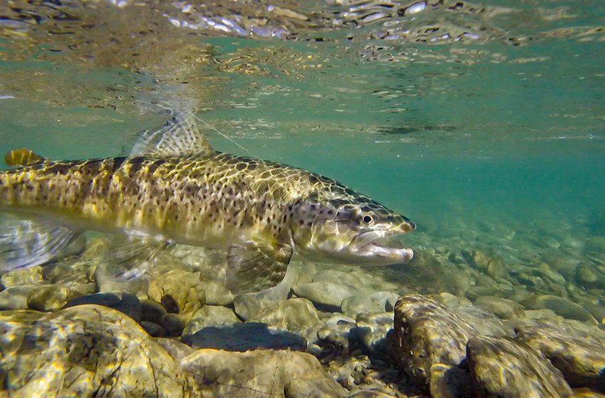 High Tech Science Aids Trout Advocacy