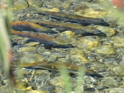 WFR18.23.Sockeye salmon in spawning mode Lower Ohau River 