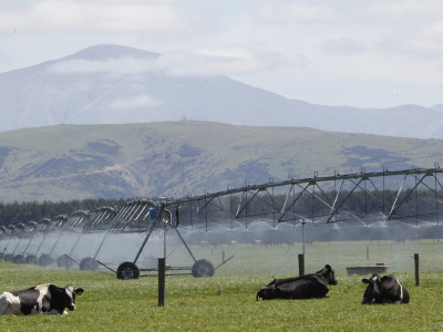 NZDN CowIrrigation 2