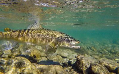 trout swimming