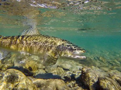 trout swimming