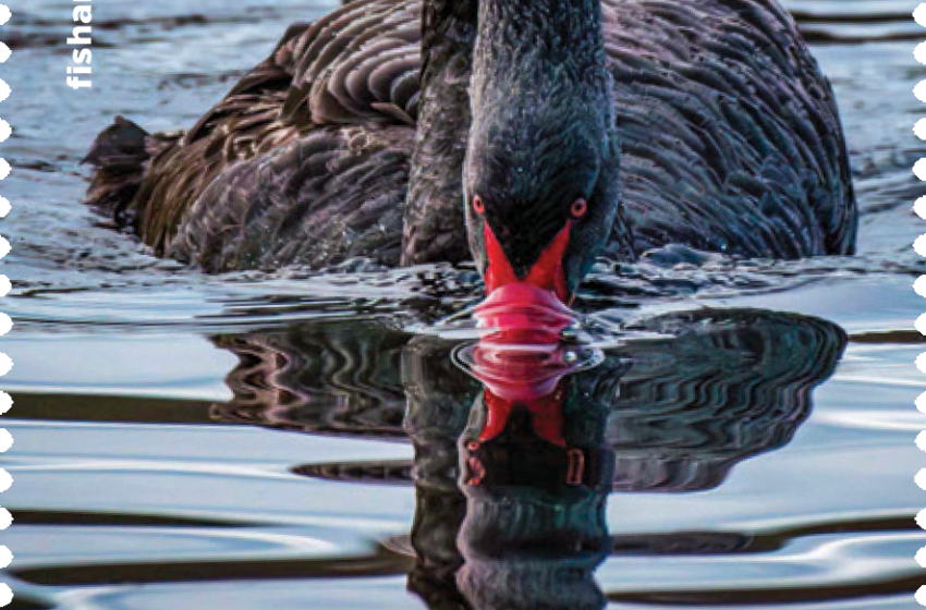 Marlborough photographer captures contemplative black swan for Game Bird Habitat Stamp