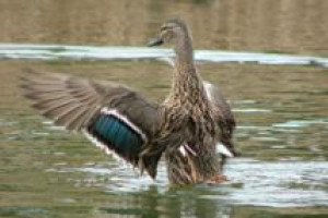 mallard duck