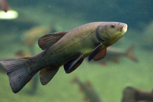 tench