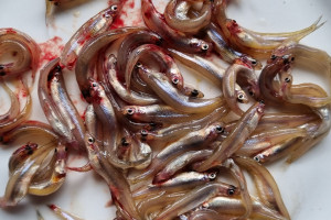 Smelt are always on the trout's menu