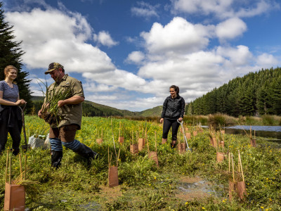 Tree planting at Takitakitoa Wetland 
