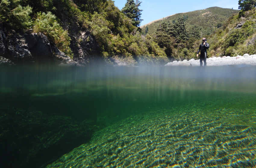 Fish & Game divers take the plunge to keep tabs on trout and waterway health 