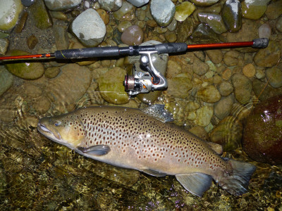 Big trout let their guard down
