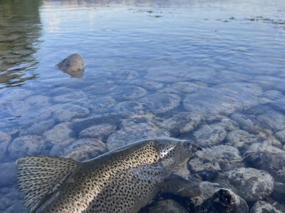 CSIRL260401 Lake Benmore brown caught from shore