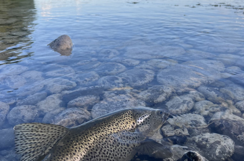Reel Life April 2026 - Central South Island