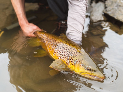 Kub brown trout