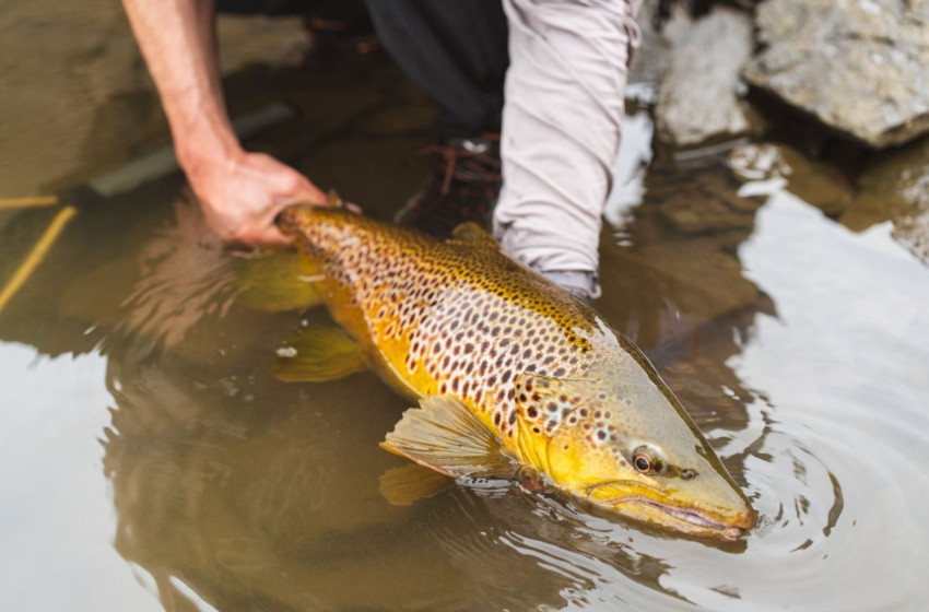 Reel Life April 2026 - Otago