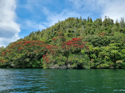 Lake Rotoiti recently rated as the countries most popular trout fishery shows off its Xmas trees