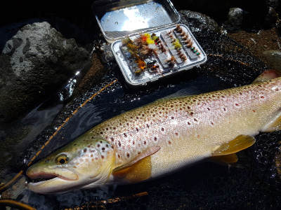 A February ringplain brown (photo Curly McEwen).