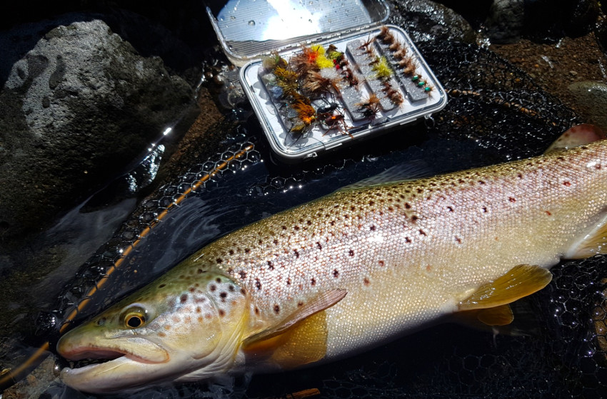 Reel Life February 2026 - Taranaki