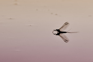 Mayfly on water   Copy