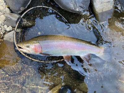 A Nice Dry Fly Caught HB Rainbow   photo John Lumsden