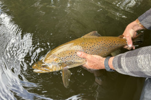 A brown trout being released after being measured and weighed as part of the Lake Mapourika survey. Photo Baylee Kersten