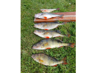 Karapiro perch alt