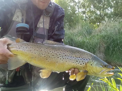 Ben Ellison with a stonking lower North Island brown – amazing condition for so early in the season