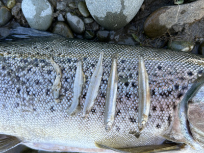 CSIRLoct2025 01 “This Brown Trout caught in the lower Ōpihi last weekend was found to have five smelt (silveries) in it’s stomac