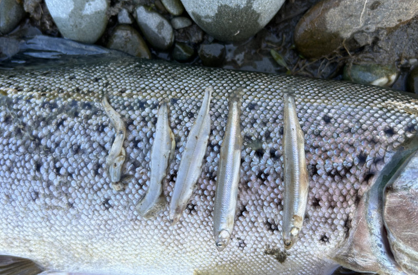 Reel Life October 2025 - Central South Island