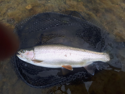 A great conditioned young rainbow Photo Glenn Morgan