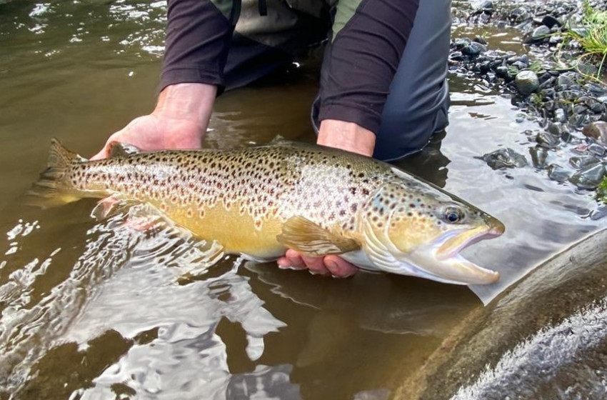 Reel Life September 2026 - Auckland/Waikato