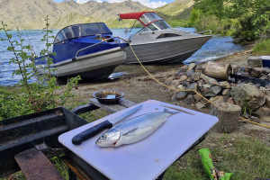 WFR2526.102 Time to fillet and smoke sockeye salmon for lunch, lakeside on Lake Benmore.