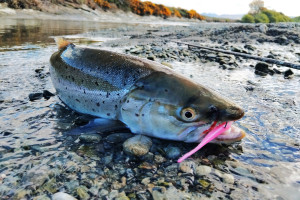 WFR2425.16 Pink soft bait success on sea run brown trout