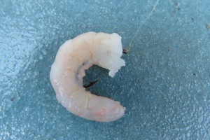 WFR2223.HE2 A shrimp bait ready to hit the water