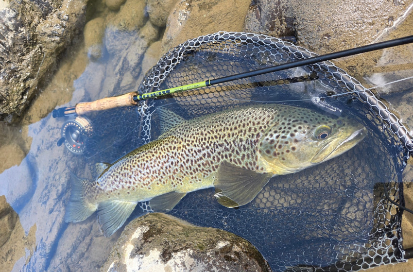Lower North Lowdown Weekly Fishing Report - 29 October 2026