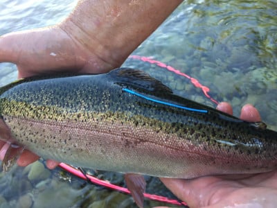 Floy tagged rainbow
