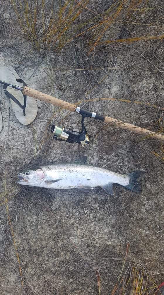 Kai iwi trout