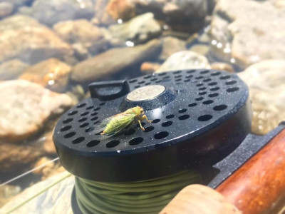 Cicada