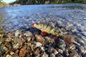 Catching perch soft bait Waiau Arm2
