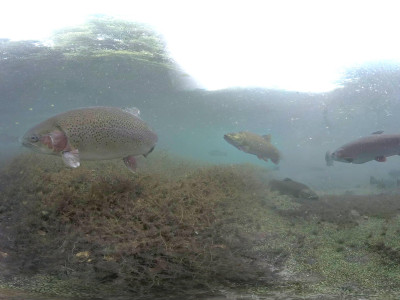 Boxfish hatchery