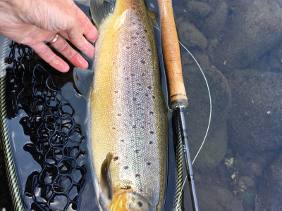 TRL2March19. The result of a recent after work fish. Photo Michael Bakker.