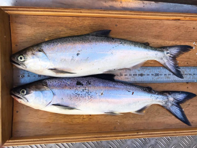 Fish heads
