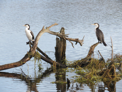 Birds in estuary 