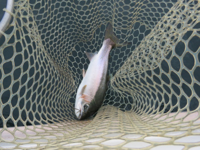 fish in net