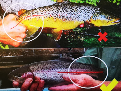 Fish handling