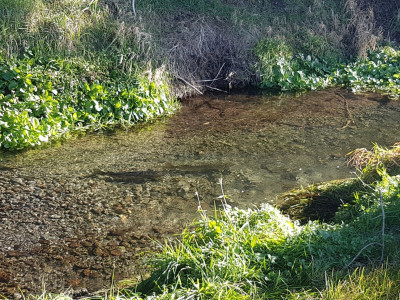 spawning