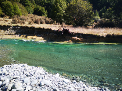 Travers trout
